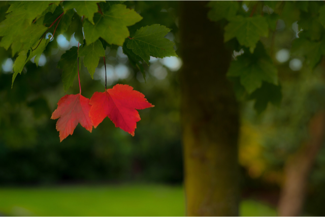 Season’s changing, festivities and fun celebrations for September 2019
