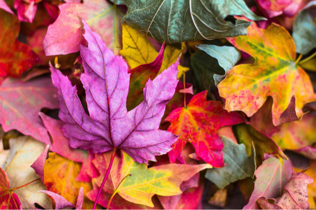 Yes, October!