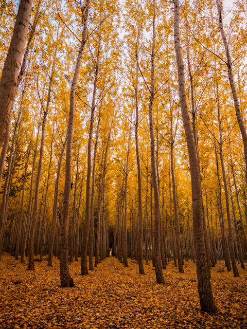 Inspirational reflections on Autumn
