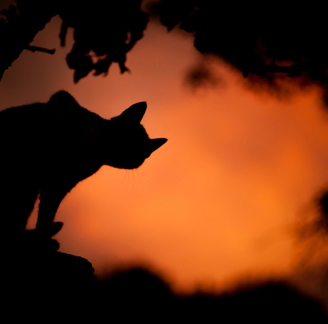 Happy Samhain