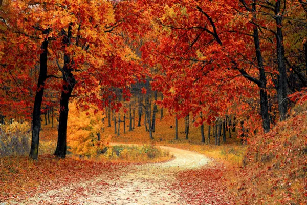 Autumn Fantasy – What Will Yours Be?